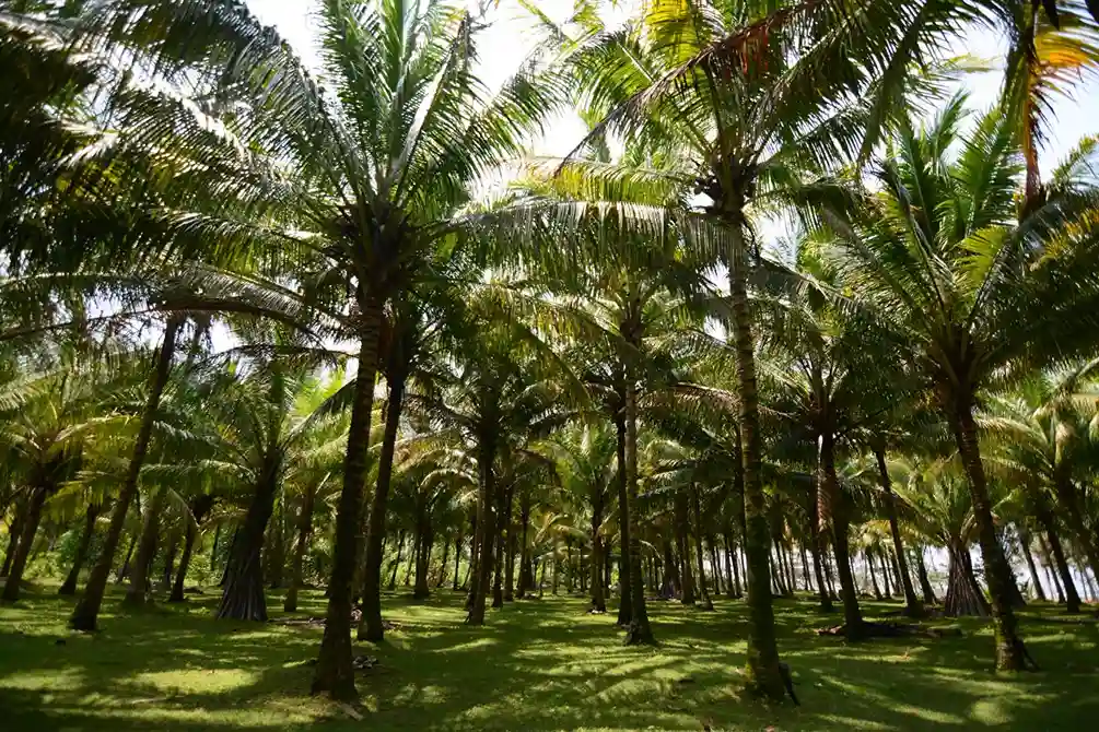Perkebunan Kelapa, Nafas Ekonomi Pesisir yang Terus Bertahan