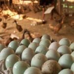Peternakan Telur Bebek, Peluang Usaha yang Terus Bertelur Setiap Hari