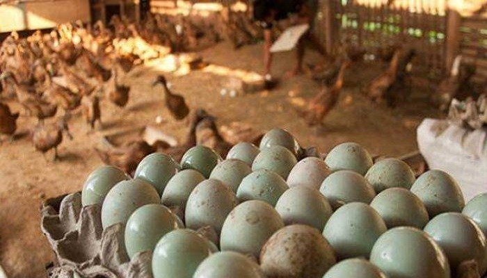 Peternakan Telur Bebek, Peluang Usaha yang Terus Bertelur Setiap Hari