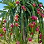 Tips Berkebun Buah Naga: Cara Menanam hingga Panen yang Maksimal