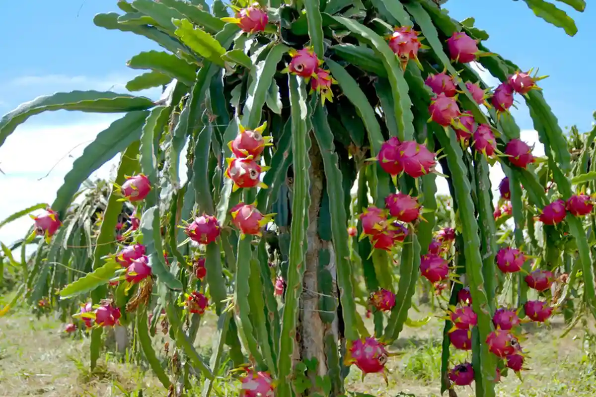 Tips Berkebun Buah Naga: Cara Menanam hingga Panen yang Maksimal