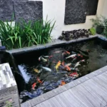Tips Memelihara Koi di Rumah, Panduan Mendalam Agar Kolam Sehat dan Ikan Tumbuh Prima