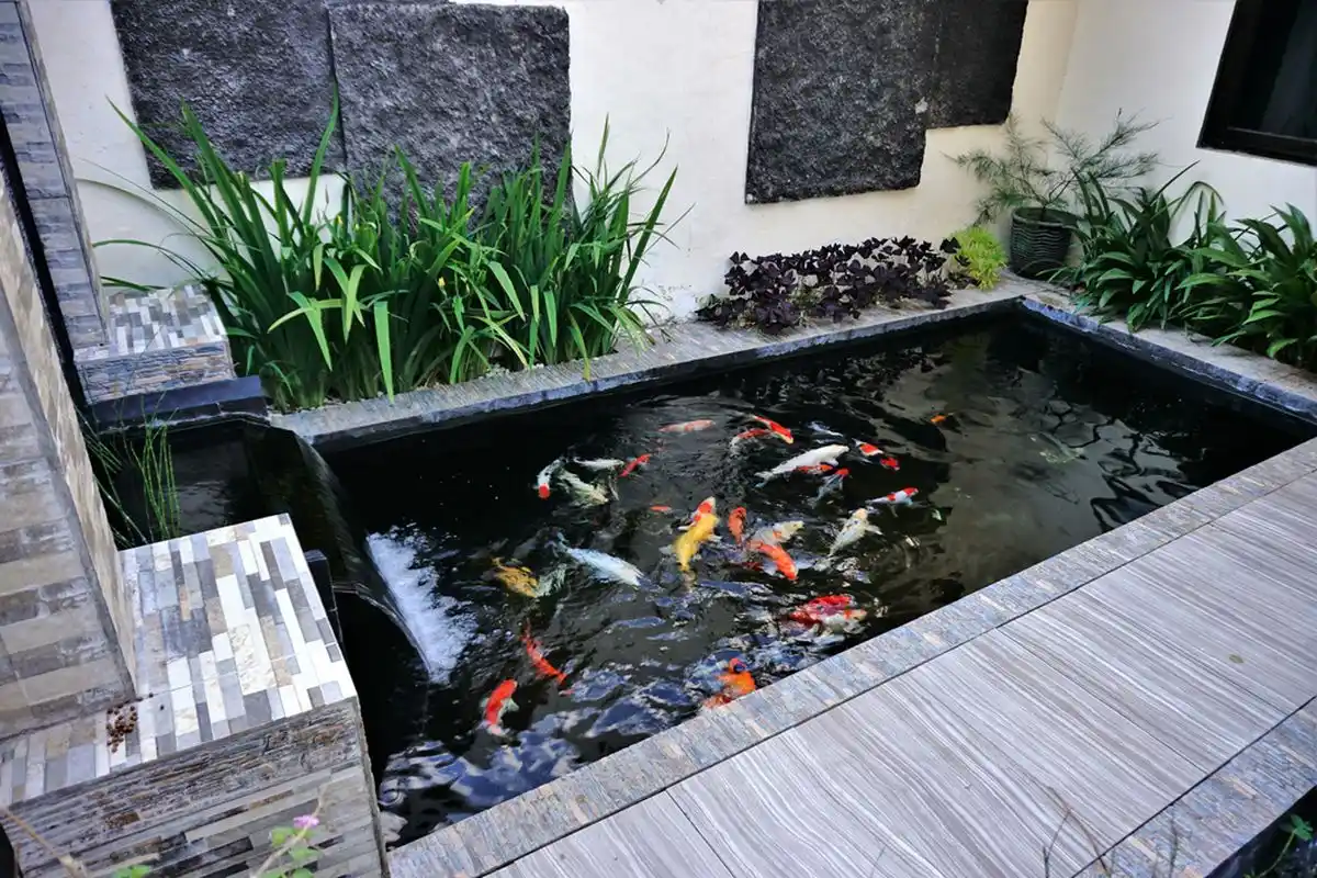 Tips Memelihara Koi di Rumah, Panduan Mendalam Agar Kolam Sehat dan Ikan Tumbuh Prima