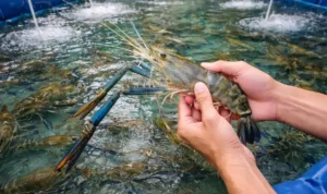 Budidaya Udang Galah, Peluang Usaha Air Tawar yang Makin Menarik