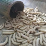 Budidaya Ulat Bambu, Peluang Usaha Unik dari Rumpun Bambu