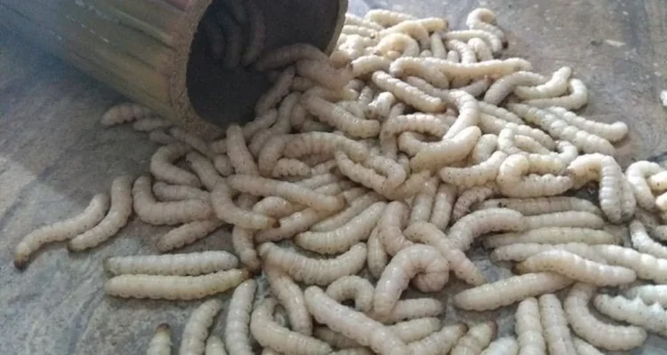Budidaya Ulat Bambu, Peluang Usaha Unik dari Rumpun Bambu