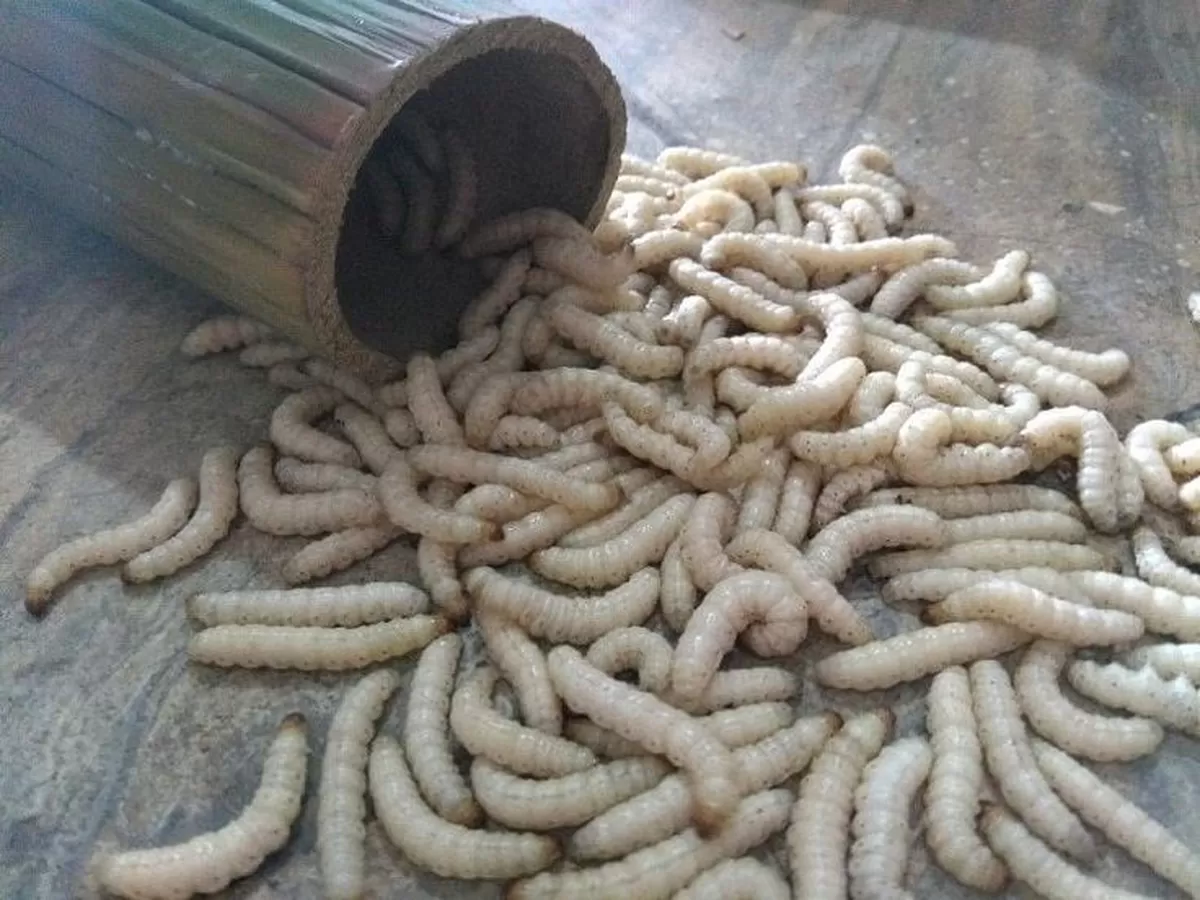 Budidaya Ulat Bambu, Peluang Usaha Unik dari Rumpun Bambu