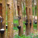 Perkebunan Karet dan Kehidupan Panjang di Balik Getah Bernilai Tinggi
