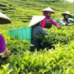 Perkebunan Teh Di Indonesia, Hamparan Hijau Yang Tak Pernah Kehilangan Pesona