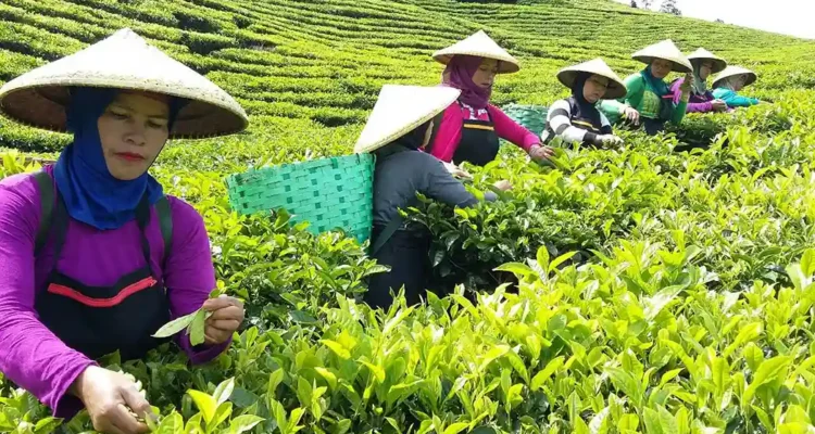 Perkebunan Teh Di Indonesia, Hamparan Hijau Yang Tak Pernah Kehilangan Pesona