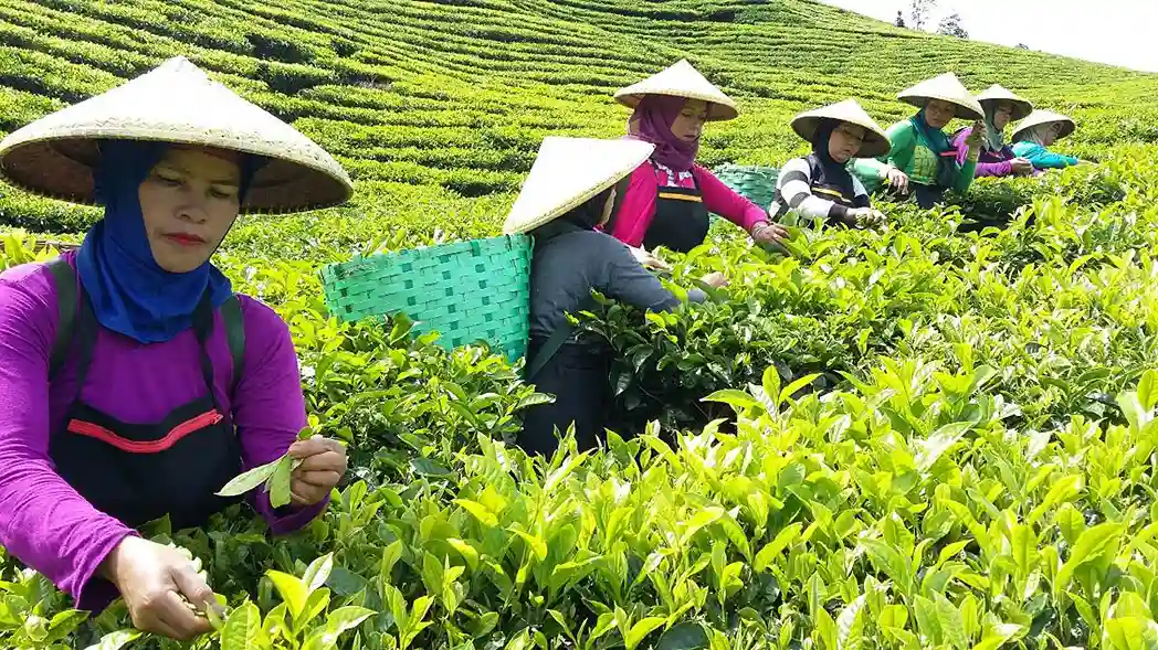 Perkebunan Teh Di Indonesia, Hamparan Hijau Yang Tak Pernah Kehilangan Pesona