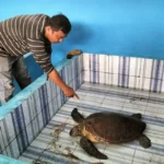 Peternakan Penyu Antara Konservasi dan Kontroversi yang Terus Dibahas