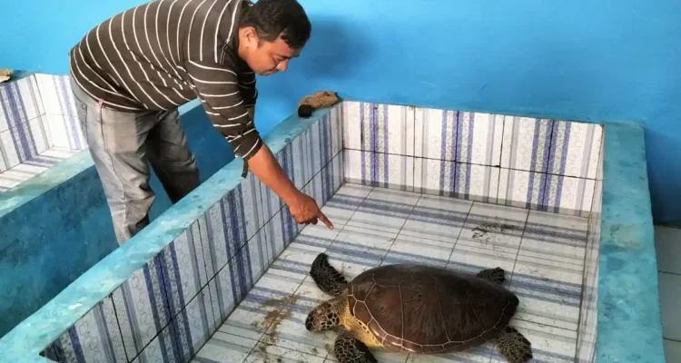 Peternakan Penyu Antara Konservasi dan Kontroversi yang Terus Dibahas