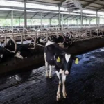 Peternakan Sapi, Usaha Pangan Yang Tetap Penting Di Tengah Perubahan Zaman