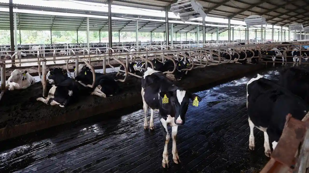 Peternakan Sapi, Usaha Pangan Yang Tetap Penting Di Tengah Perubahan Zaman