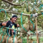 Kebun Durian Makin Dilirik, Dari Lahan Produktif Hingga Wisata Buah Bernilai Tinggi