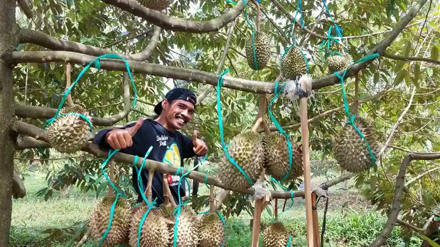 Kebun Durian Makin Dilirik, Dari Lahan Produktif Hingga Wisata Buah Bernilai Tinggi
