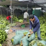 Kebun Pisang, Lahan Hijau yang Bisa Jadi Ladang Untung Bernilai Besar