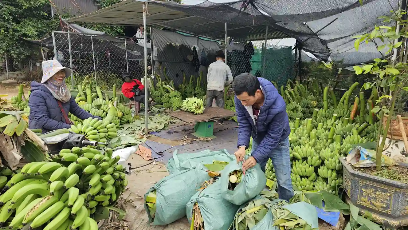 Kebun Pisang, Lahan Hijau yang Bisa Jadi Ladang Untung Bernilai Besar
