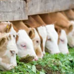 Makanan Ternak Lembu yang Tepat agar Sehat, Cepat Tumbuh, dan Produktif