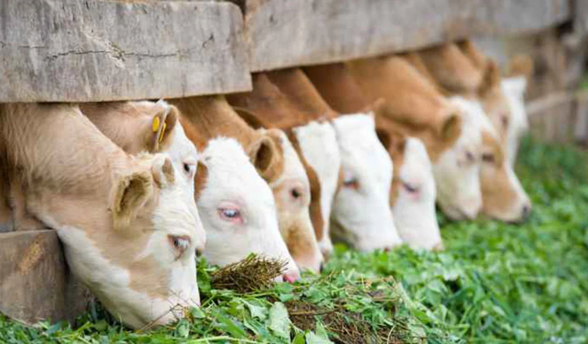 Makanan Ternak Lembu yang Tepat agar Sehat, Cepat Tumbuh, dan Produktif