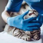 Penyakit Kucing yang Sering Menyerang, Pemilik Wajib Kenali Gejalanya Sejak Awal