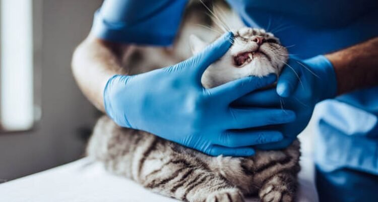 Penyakit Kucing yang Sering Menyerang, Pemilik Wajib Kenali Gejalanya Sejak Awal