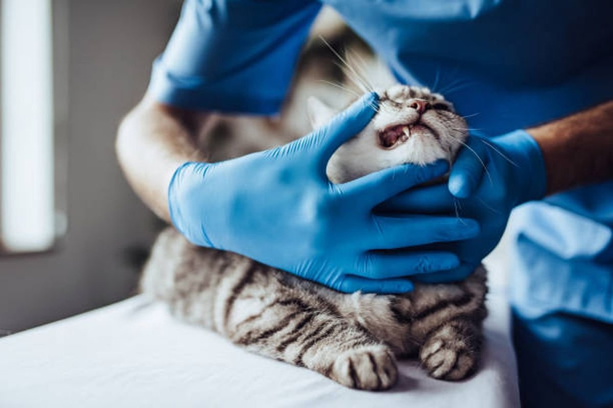 Penyakit Kucing yang Sering Menyerang, Pemilik Wajib Kenali Gejalanya Sejak Awal