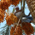 Perkebunan Kurma Terbesar di Dunia, Hamparan Hijau di Tengah Gurun