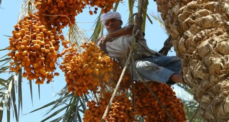 Perkebunan Kurma Terbesar di Dunia, Hamparan Hijau di Tengah Gurun