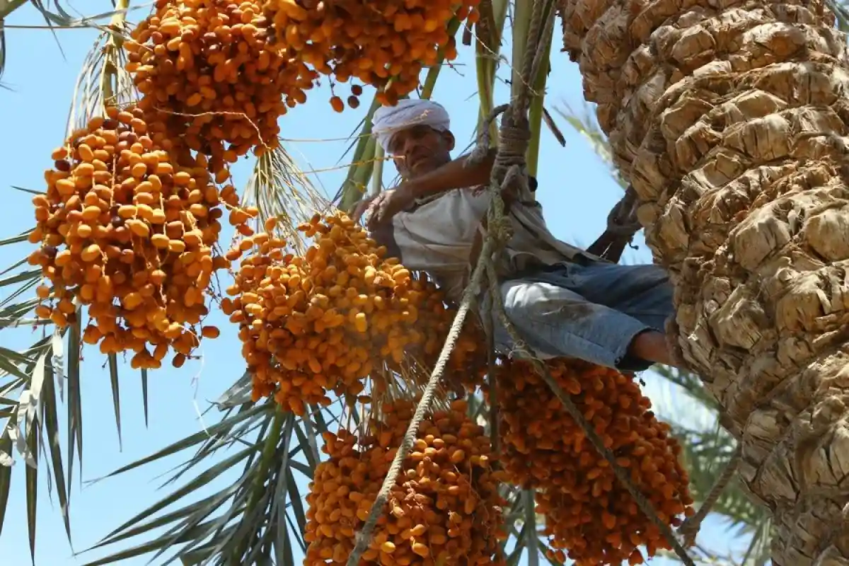 Perkebunan Kurma Terbesar di Dunia, Hamparan Hijau di Tengah Gurun