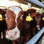 Peternakan Lembu untuk Qurban, Bisnis Ternak yang Butuh Amanah dan Ketelitian