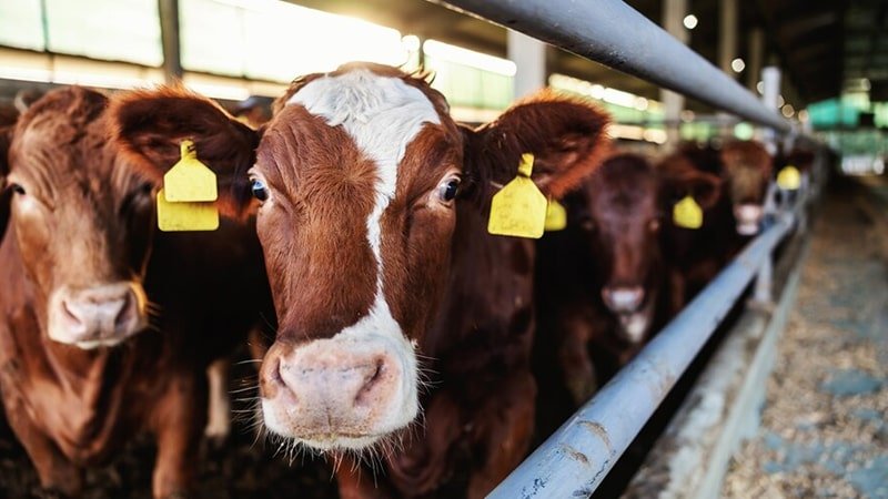 Peternakan Lembu untuk Qurban, Bisnis Ternak yang Butuh Amanah dan Ketelitian