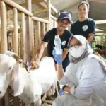 Peternakan Susu Etawa, Usaha Ternak Kambing yang Punya Nilai Tinggi