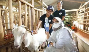 Peternakan Susu Etawa, Usaha Ternak Kambing yang Punya Nilai Tinggi_11zon Peternakan Susu Etawa, Usaha Ternak Kambing yang Punya Nilai Tinggi