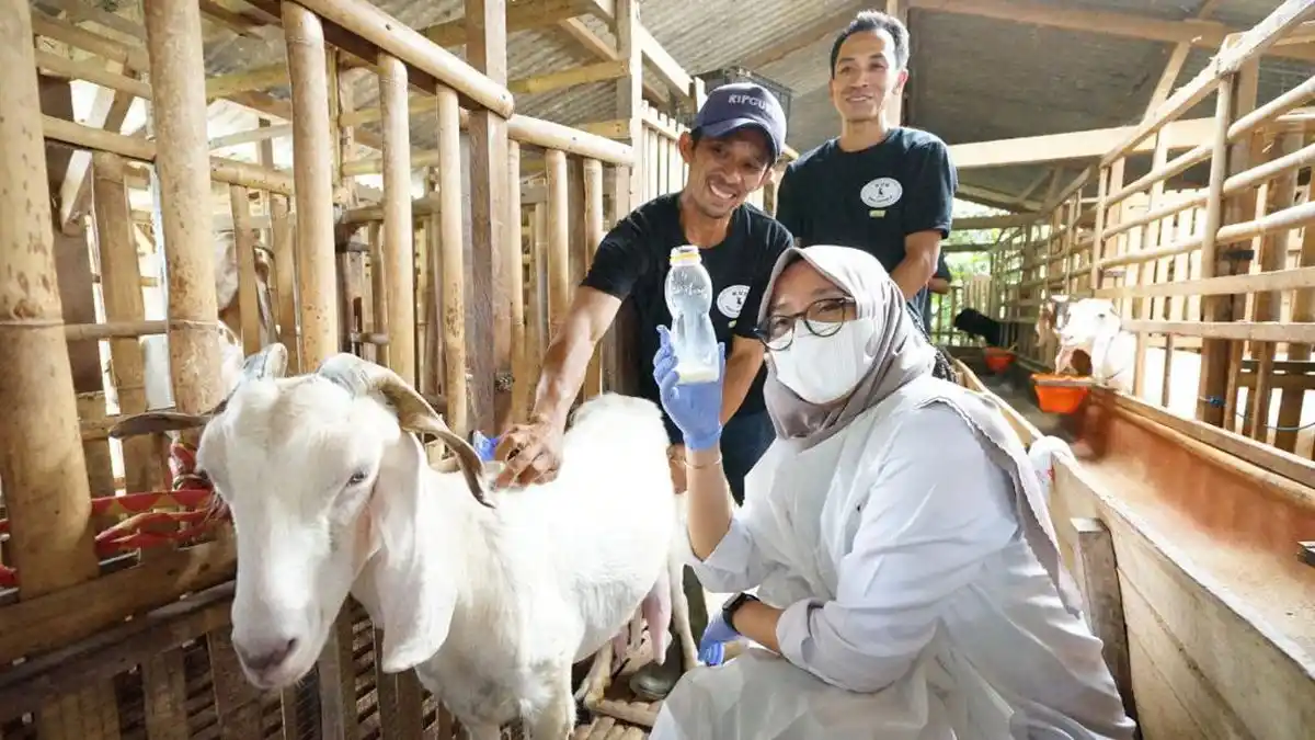 Peternakan Susu Etawa, Usaha Ternak Kambing yang Punya Nilai Tinggi