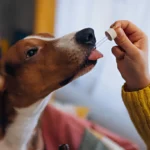 Vitamin Anjing yang Aman dan Tepat, Jangan Asal Beri Suplemen Tanpa Aturan