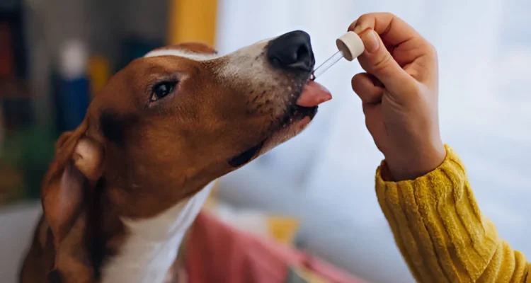 Vitamin Anjing yang Aman dan Tepat, Jangan Asal Beri Suplemen Tanpa Aturan