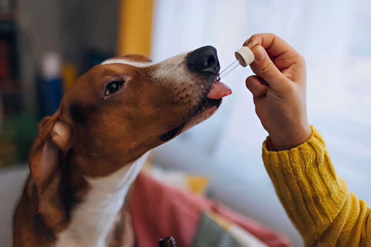 Vitamin Anjing yang Aman dan Tepat, Jangan Asal Beri Suplemen Tanpa Aturan