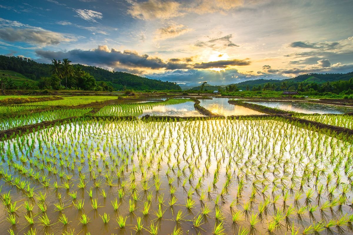Petani