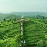 Kualitas Teh