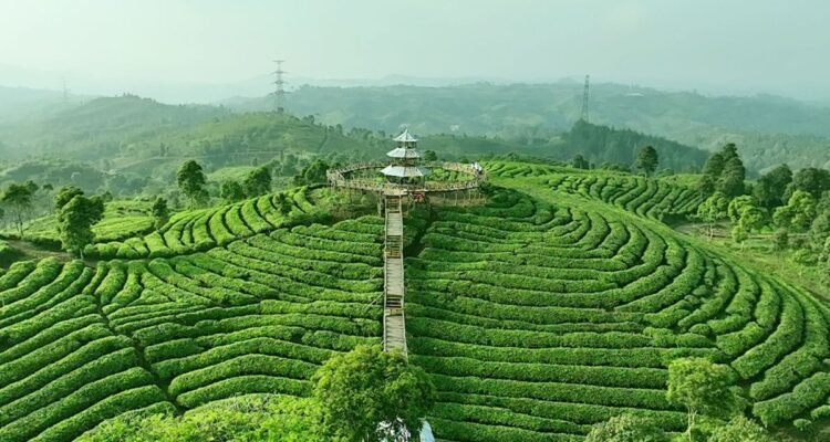 Kualitas Teh