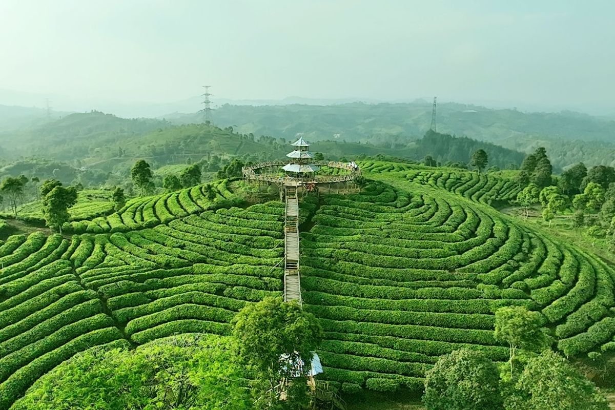 Kualitas Teh