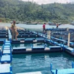 Ihan Batak, Ikan Bernilai Tinggi yang Mulai Dilirik untuk Dibudidayakan