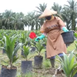Pembibitan Sawit yang Benar, Dari Pemilihan Kecambah hingga Bibit Siap Tanam