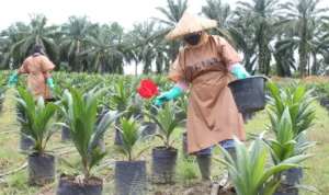 Pembibitan Sawit yang Benar, Dari Pemilihan Kecambah hingga Bibit Siap Tanam_11zon (1) Pembibitan Sawit yang Benar, Dari Pemilihan Kecambah hingga Bibit Siap Tanam