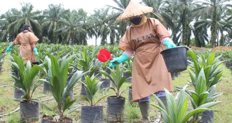 Pembibitan Sawit yang Benar, Dari Pemilihan Kecambah hingga Bibit Siap Tanam