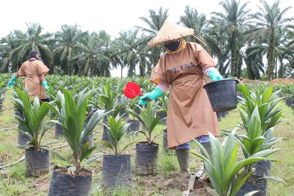 Pembibitan Sawit yang Benar, Dari Pemilihan Kecambah hingga Bibit Siap Tanam