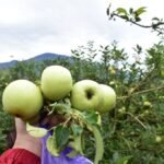 Perkebunan Apel Malang, Ikon Agrowisata yang Tetap Memikat di Kaki Pegunungan