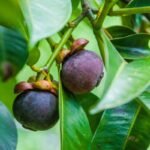 Perkebunan Manggis, Dari Buah Tropis Bernilai Tinggi hingga Peluang Usaha Petani